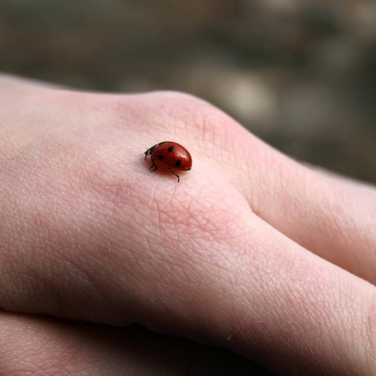 Ein Marienkäfer krabbelt auf einer Hand.