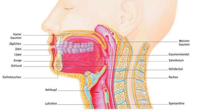Die Abbildung zeigt einen Querschnitt von Mund- und Rachenraum mit Luft- und Speiseröhre.
