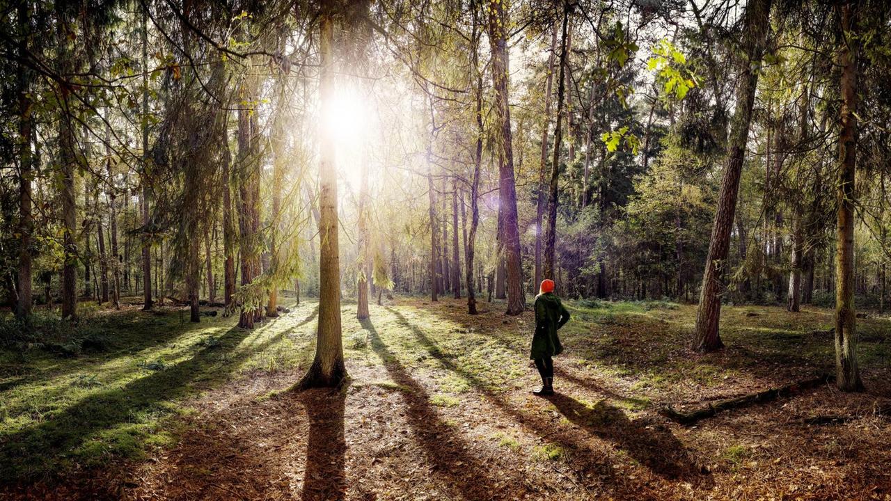 Die Sonne schimmert durch einen Tannenwald. Die Sonne schimmert durch einen Tannenwald.