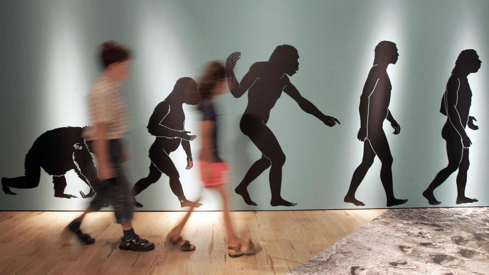 In der Ausstellung "ROOTS / Wurzeln der Menschheit" laufen zwei jugendliche Besucher am Donnerstag (06.07.2006) im Rheinischen LandesMuseum in Bonn an einer Plakatwand vorbei, die den Evolutionsverlauf zum Homo Sapiens beschreibt. In der Ausstellung "ROOTS / Wurzeln der Menschheit" laufen zwei jugendliche Besucher am Donnerstag (06.07.2006) im Rheinischen LandesMuseum in Bonn an einer Plakatwand vorbei, die den Evolutionsverlauf zum Homo Sapiens beschreibt.