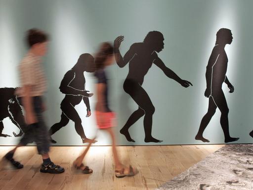 In der Ausstellung "ROOTS / Wurzeln der Menschheit" laufen zwei jugendliche Besucher am Donnerstag (06.07.2006) im Rheinischen LandesMuseum in Bonn an einer Plakatwand vorbei, die den Evolutionsverlauf zum Homo Sapiens beschreibt.