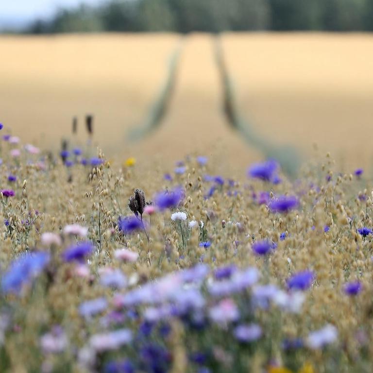 Kornblumen vor einem Acker