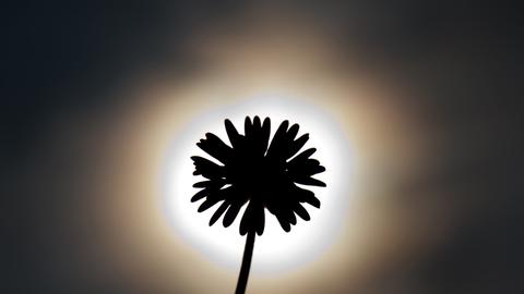 Ein sogenanntes Gänseblümchen zeichnet sich als dunkle Silhouette vor der Sonne ab.
