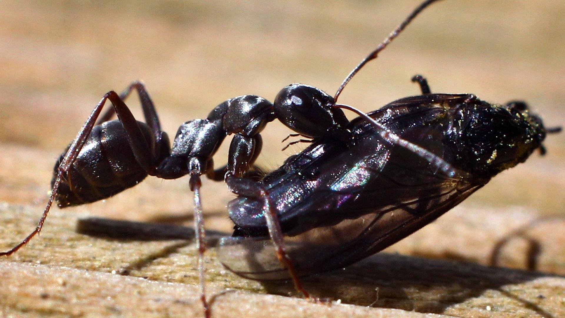 Eine Ameise transportiert am in Kaufbeuren (Bayern) ein Insekt.