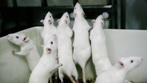 Weibliche weiße Ratten stehen in einem Becken in einem Tierlabor einer medizinischen Fakultät am der Stadtverwaltung von Chongqing in China. Im Labor, in dem die Temperatur auf 24 Grad Celsius gehalten wird, werden jedes Jahr über 100.000 Ratten und Mäuse in Experimenten für die pharmazeutische Forschung eingesetzt.