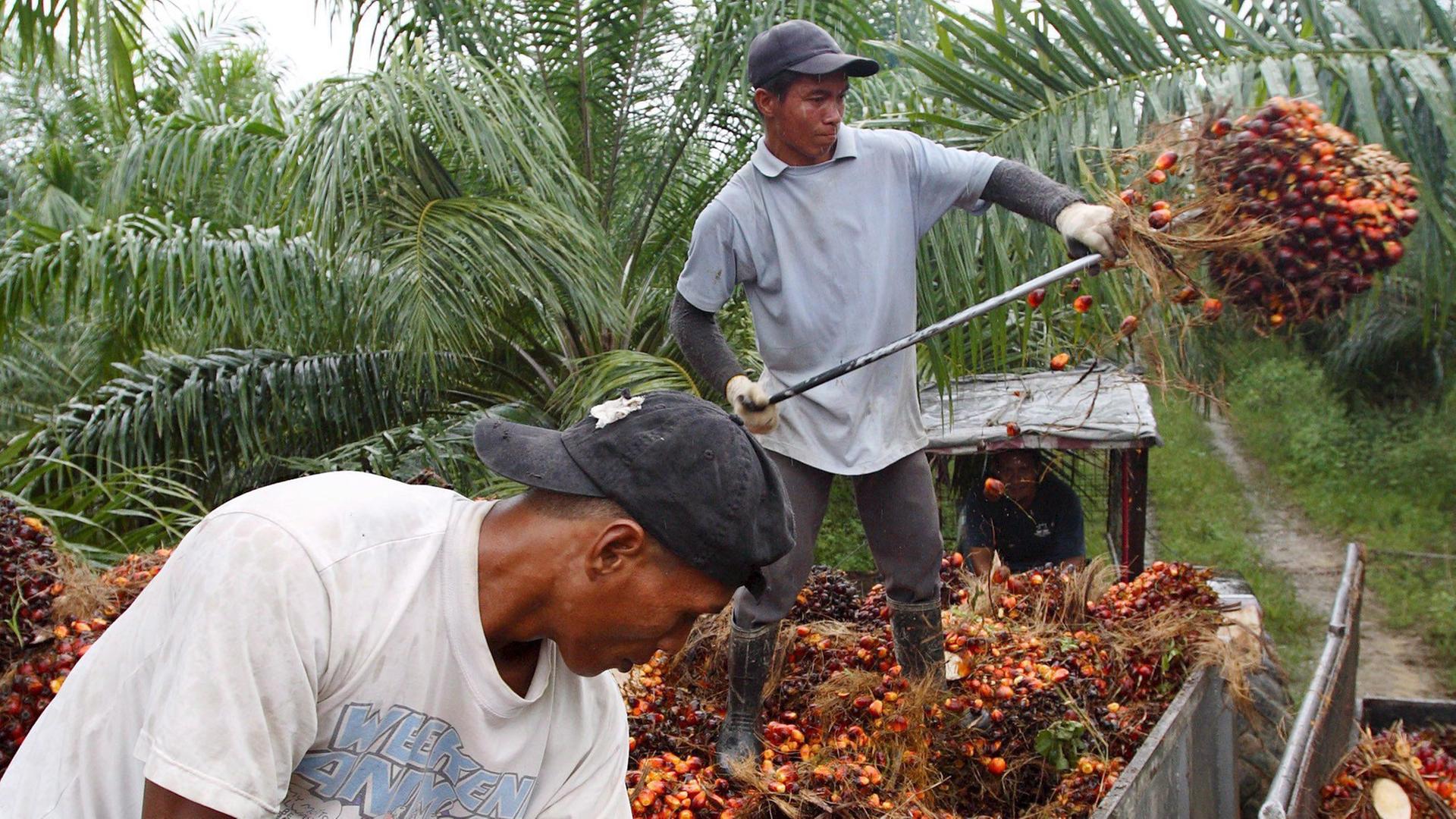 Zwei Arbeiter ernten die Früchte der Ölpalme auf einer Plantage in Malaysia. Zwei Arbeiter ernten die Früchte der Ölpalme auf einer Plantage in Malaysia.