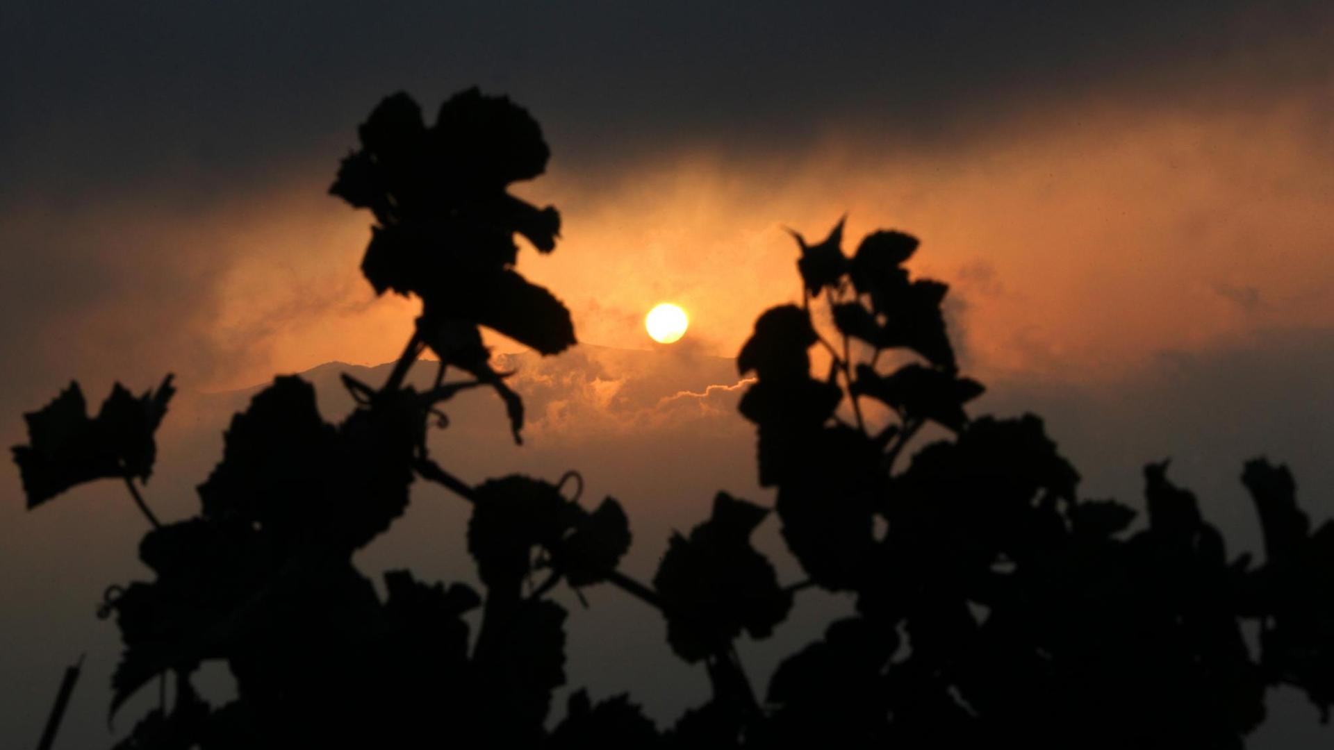 Die Silhouette zweier Weinreben umrahmt die aufgehende Sonne.