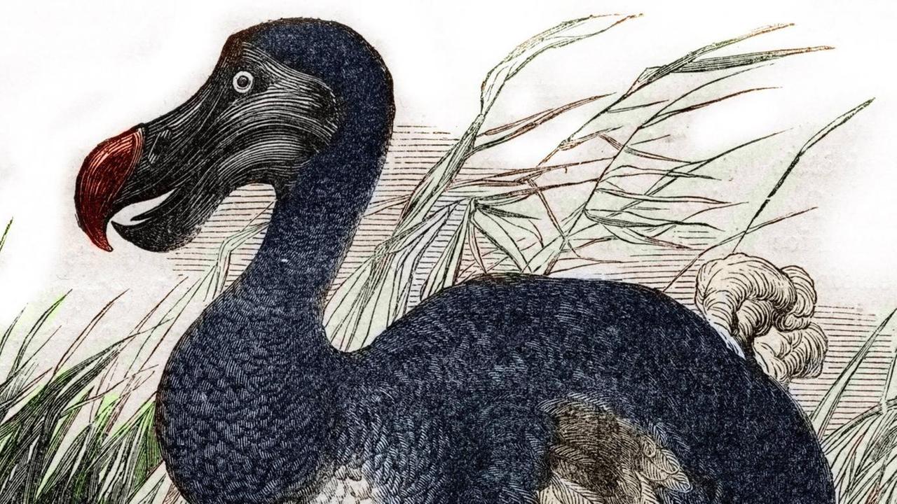 Ein Dodo in einer Zeichnung