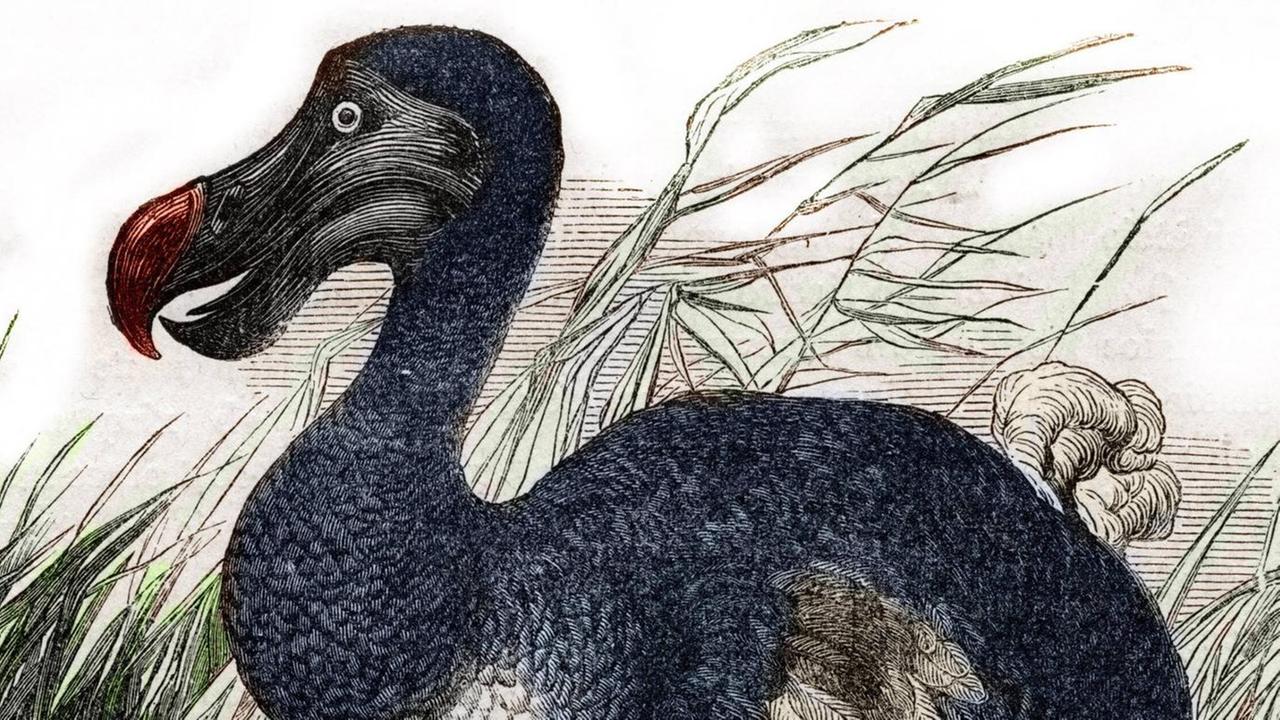 Ein Dodo in einer Zeichnung Ein Dodo in einer Zeichnung
