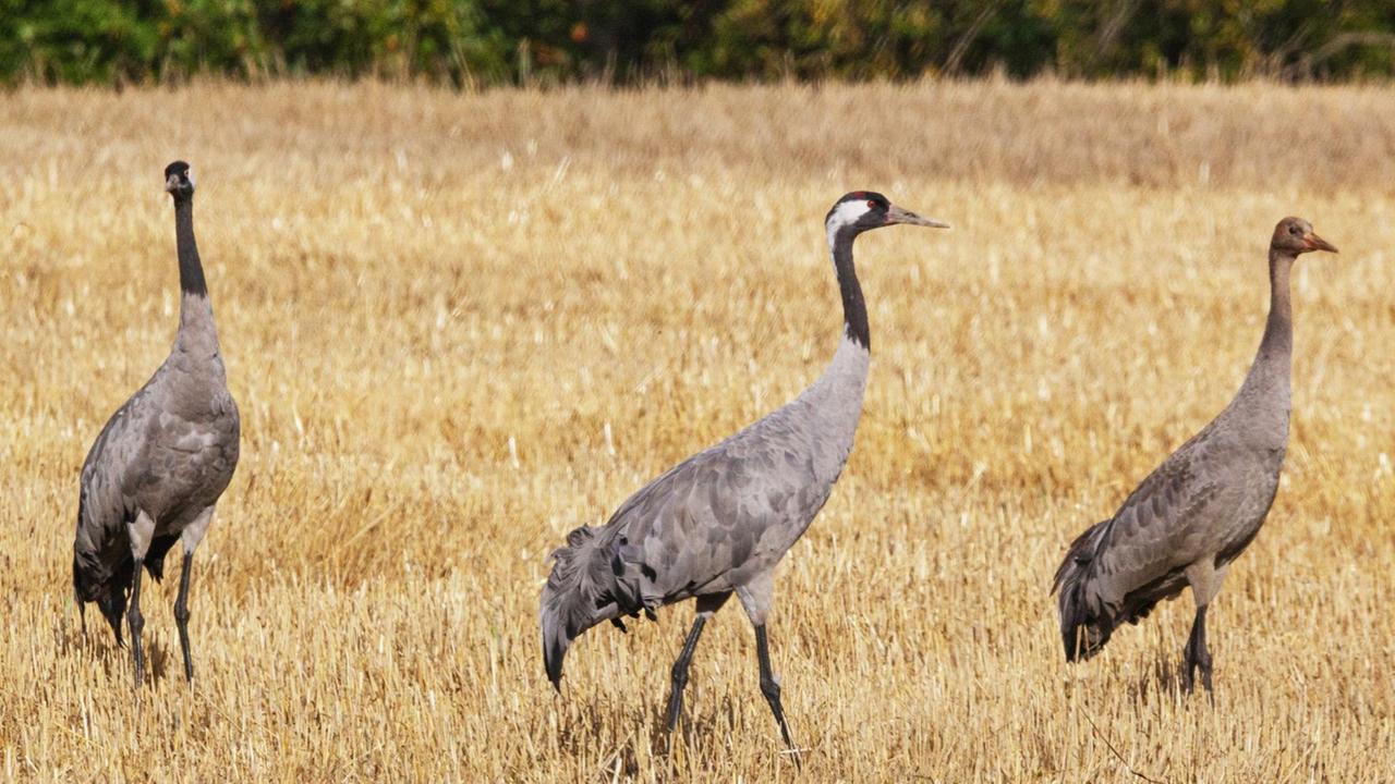 Drei Kraniche stehen auf einem abgeernteten Feld. Drei Kraniche stehen auf einem abgeernteten Feld.