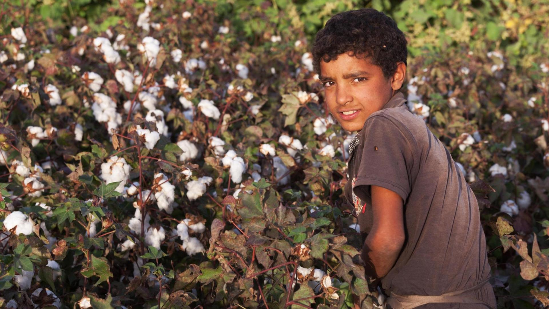 Ein Junge ist zur Kinderarbeit in einem Baumwollfeld eingesetzt.