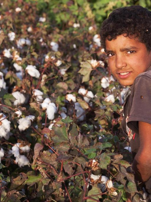 Ein Junge ist zur Kinderarbeit in einem Baumwollfeld eingesetzt.