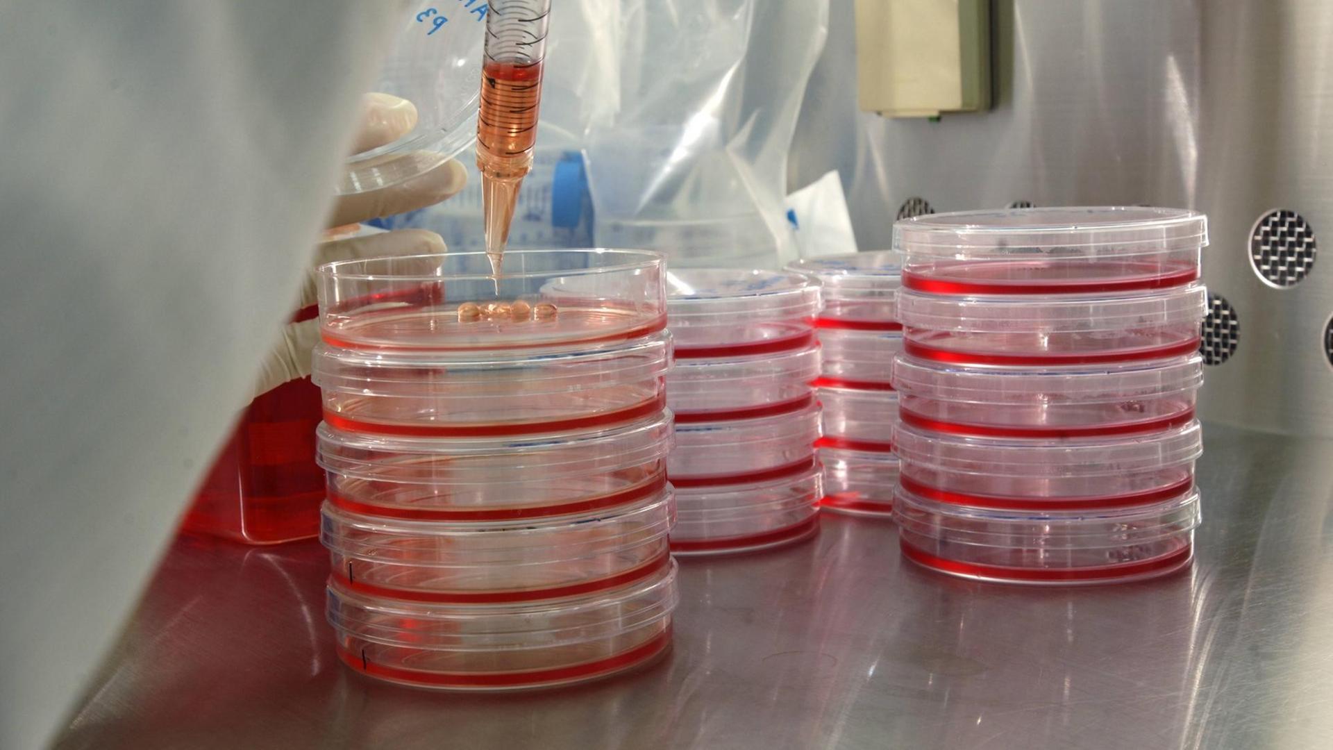 Keimfreies Labor an der Kyoto Universität in Japan. Mit einer Pipette werden Stammzellen in Petrischalen gefüllt. Keimfreies Labor an der Kyoto Universität in Japan. Mit einer Pipette werden Stammzellen in Petrischalen gefüllt.