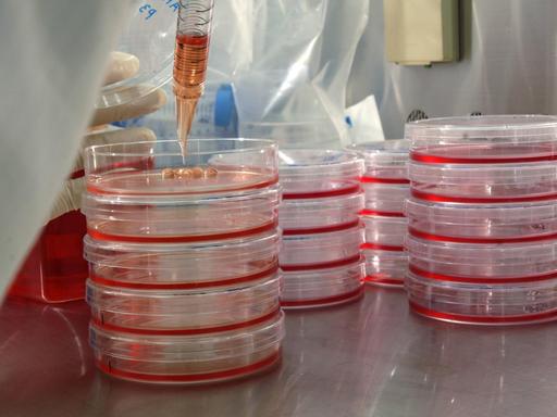 Keimfreies Labor an der Kyoto Universität in Japan. Mit einer Pipette werden Stammzellen in Petrischalen gefüllt.