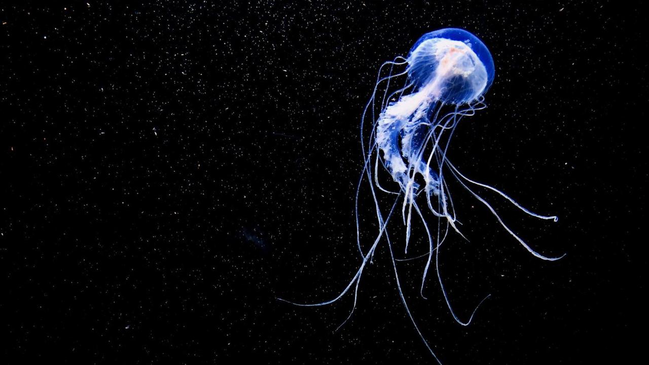 Eine durchsichtig scheinende Qualle schwebt schwerelos im dunklen Ozean. Eine durchsichtig scheinende Qualle schwebt schwerelos im dunklen Ozean.