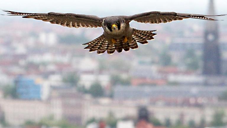 Ein erwachsener Wanderfalke (Falco Peregrinus) fliegt am 16.05.2013 über der City von Leipzig (Sachsen) Ein erwachsener Wanderfalke (Falco Peregrinus) fliegt am 16.05.2013 über der City von Leipzig (Sachsen)