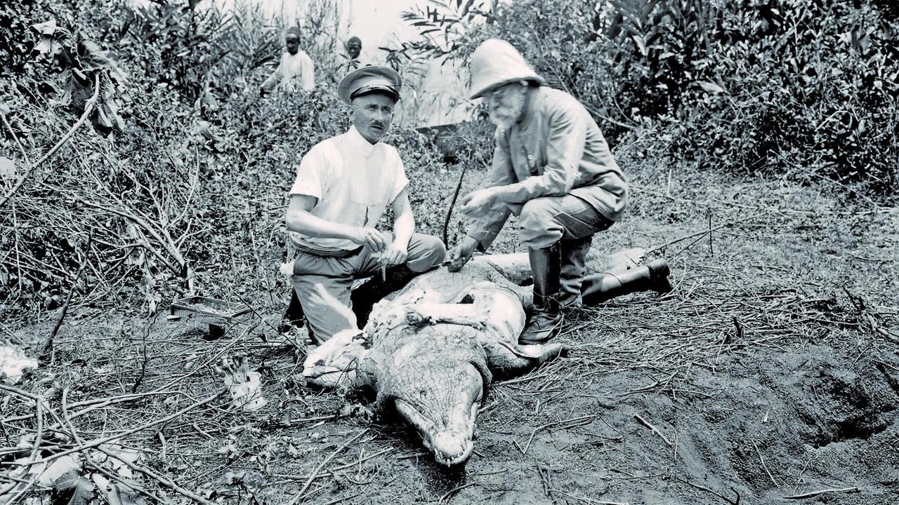 Auf der Suche nach dem Erreger der Schlafkrankheit sezieren Robert Koch (rechts) und der Tropenmediziner Karl Kleine ein Krokodil auf den Sese-Inseln, 1906 Auf der Suche nach dem Erreger der Schlafkrankheit sezieren Robert Koch (rechts) und der Tropenmediziner Karl Kleine ein Krokodil auf den Sese-Inseln, 1906