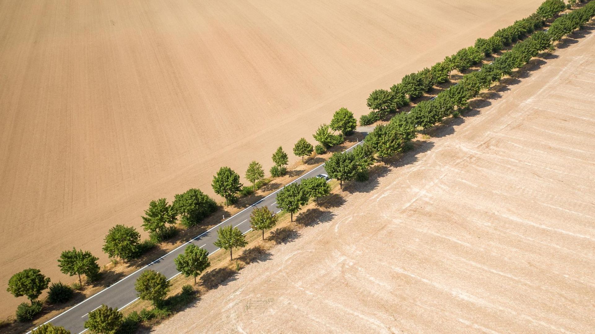 Alleebäume bilden den einzigen grünen Farbtupfer zwischen trockenen, abgeernteten Feldern (aufgenommen mit einer Drohne).