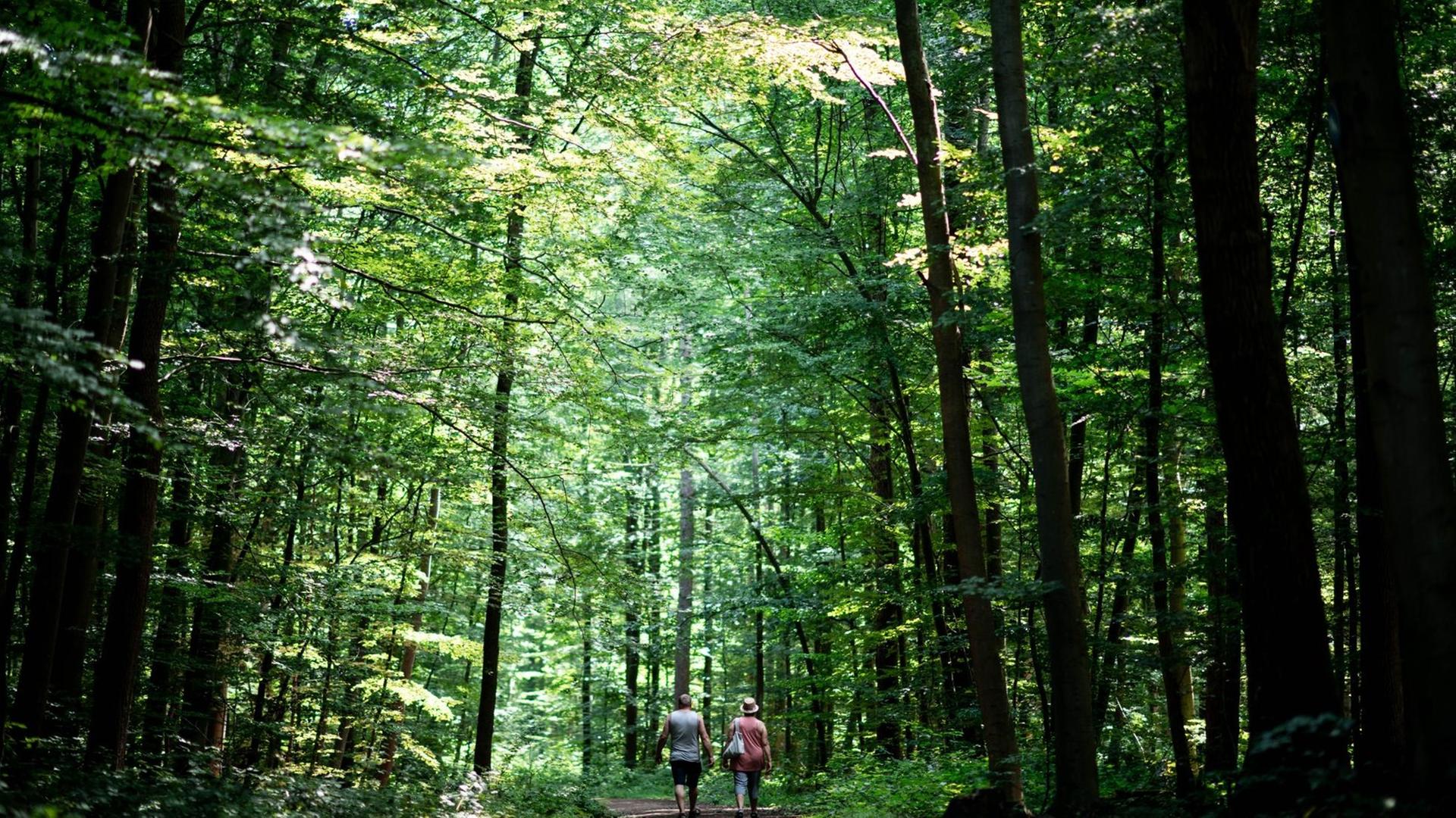 Spaziergänger gehen durch den Wald. Die Lage in nordrhein-westfälischen Wäldern verschärft sich: Bäume werden durch Borkenkäfer und Dürre auch 2020 massenhaft absterben, schätzen Experten. Das Land stockt seine Hilfen deutlich auf. Spaziergänger gehen durch den Wald. Die Lage in nordrhein-westfälischen Wäldern verschärft sich: Bäume werden durch Borkenkäfer und Dürre auch 2020 massenhaft absterben, schätzen Experten. Das Land stockt seine Hilfen deutlich auf.