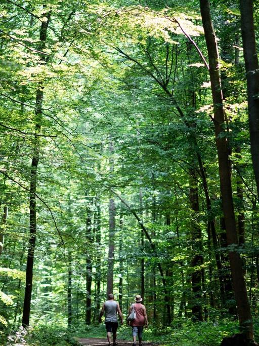 Spaziergänger gehen durch den Wald. Die Lage in nordrhein-westfälischen Wäldern verschärft sich: Bäume werden durch Borkenkäfer und Dürre auch 2020 massenhaft absterben, schätzen Experten. Das Land stockt seine Hilfen deutlich auf.