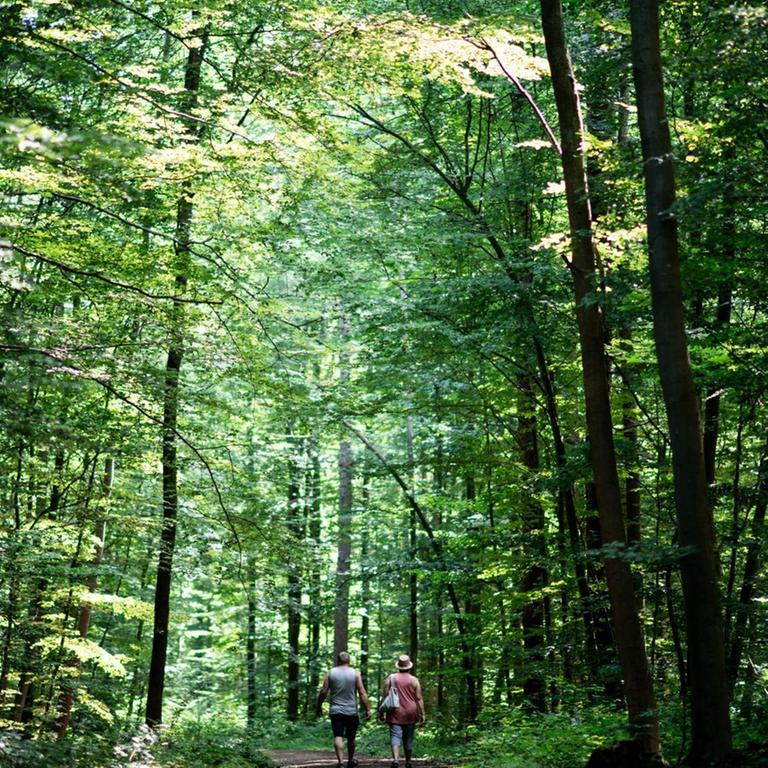 Spaziergänger gehen durch den Wald. Die Lage in nordrhein-westfälischen Wäldern verschärft sich: Bäume werden durch Borkenkäfer und Dürre auch 2020 massenhaft absterben, schätzen Experten. Das Land stockt seine Hilfen deutlich auf.
