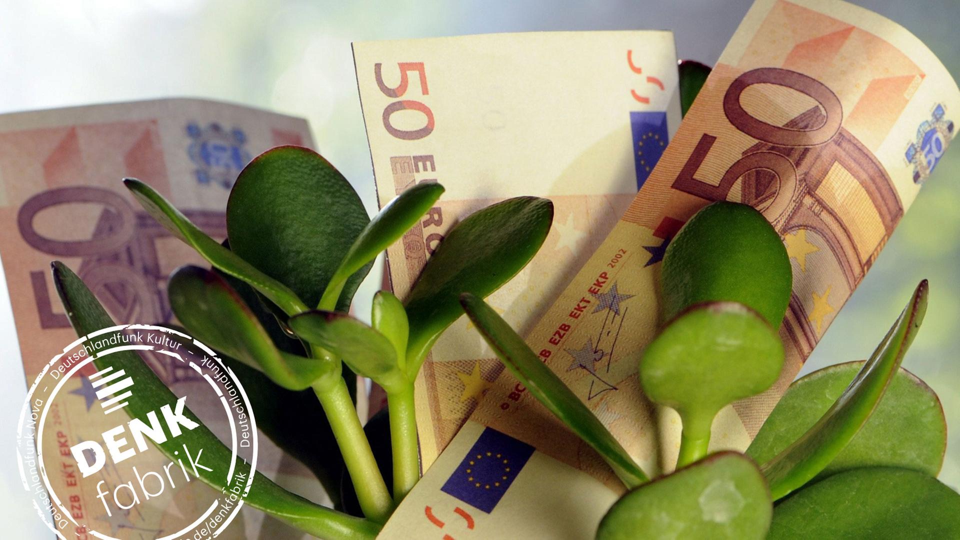Einige 50-Euro-Steine stecken in einem Blumentopf mit einer Sukkulente Einige 50-Euro-Steine stecken in einem Blumentopf mit einer Sukkulente