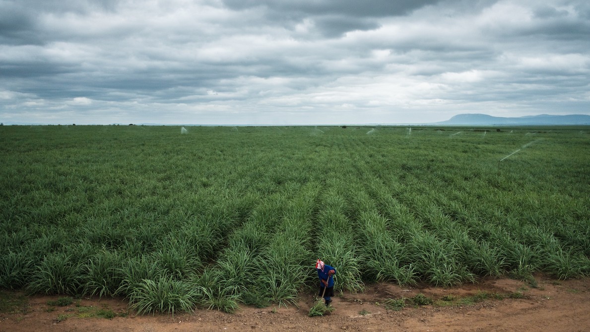 Agromining Ein Unkraut hilft bei der Nickelproduktion