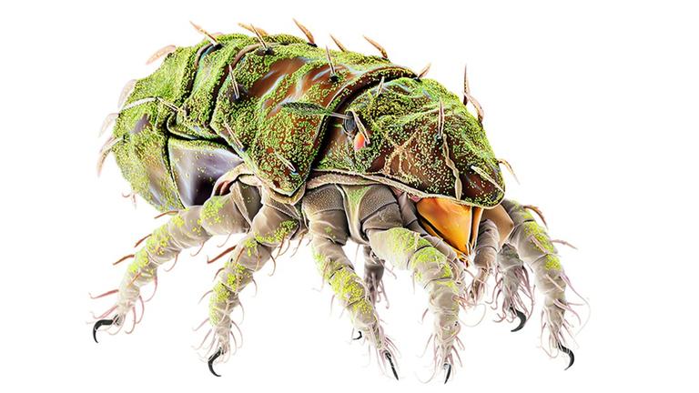 Eine mikroskopische Makroaufnahme zeigt eine Brachychthoniidae, die zur Ordnung der Oribatida, besser bekannt als Käfermilben oder Moosmilben gehört. Eine mikroskopische Makroaufnahme zeigt eine Brachychthoniidae, die zur Ordnung der Oribatida, besser bekannt als Käfermilben oder Moosmilben gehört.