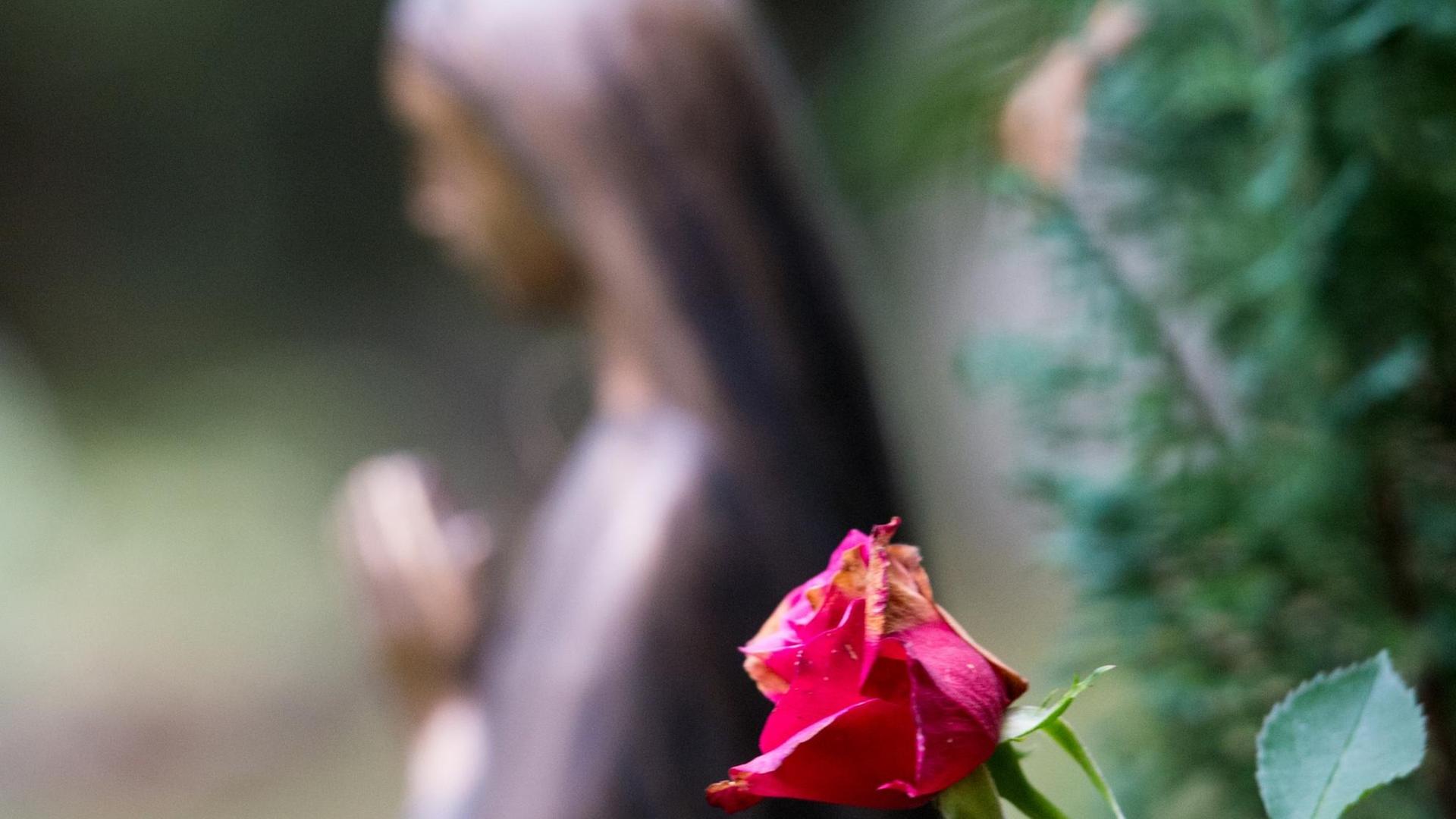 Ein Rose blüht am 22.10.2015 vor einer betenden Grabfigur auf dem Hauptfriedhof in Frankfurt am Main/Hessen. Ein Rose blüht am 22.10.2015 vor einer betenden Grabfigur auf dem Hauptfriedhof in Frankfurt am Main/Hessen.