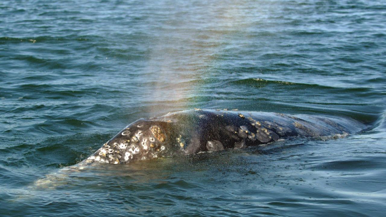 Werden immer noch häufig Opfer von Kollisionen mit Containerschiffen: Ein Grauwal im Meer mit Fontäne