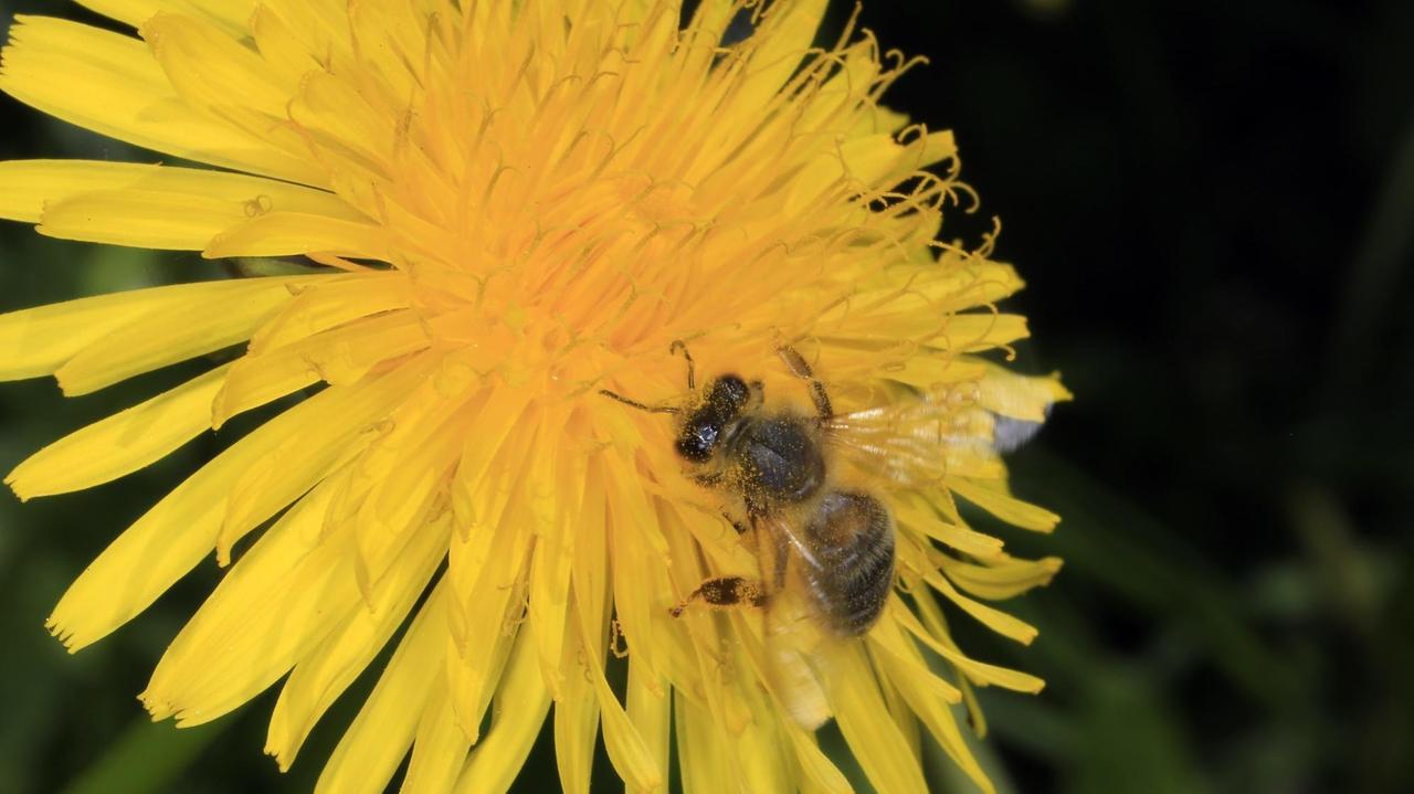 Eine Honigbiene (Apis mellifera) auf der Blüte des Löwenzahn (Taraxacum). Sie sammelt dort Pollen und Nektar für ihr Volk. Kleinschmalkalden, Thüringen, Deutschland, Europa Datum: 16.05.2017 | Verwendung weltweit Eine Honigbiene (Apis mellifera) auf der Blüte des Löwenzahn (Taraxacum). Sie sammelt dort Pollen und Nektar für ihr Volk. Kleinschmalkalden, Thüringen, Deutschland, Europa Datum: 16.05.2017 | Verwendung weltweit