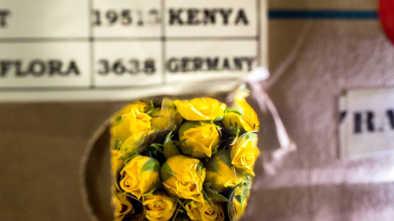 Rosen liegen am 17.04.2015 in Frankfurt am Main (Hessen) im Perishable-Center auf dem Flughafen in einem Karton, nachdem sie kurz zuvor aus Kenia eingetroffen sind.