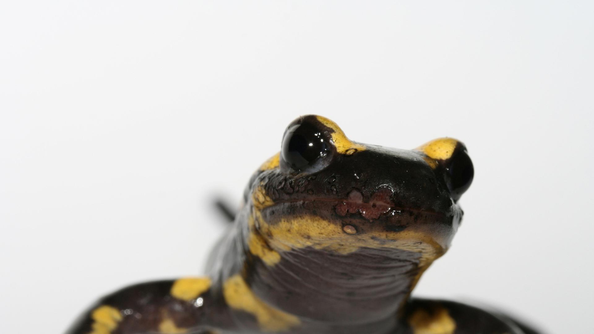 Feuersalamander mit starker Chytrid-Infektion, zu sehen an den Läsionen an der Schnauze. Feuersalamander mit starker Chytrid-Infektion, zu sehen an den Läsionen an der Schnauze.