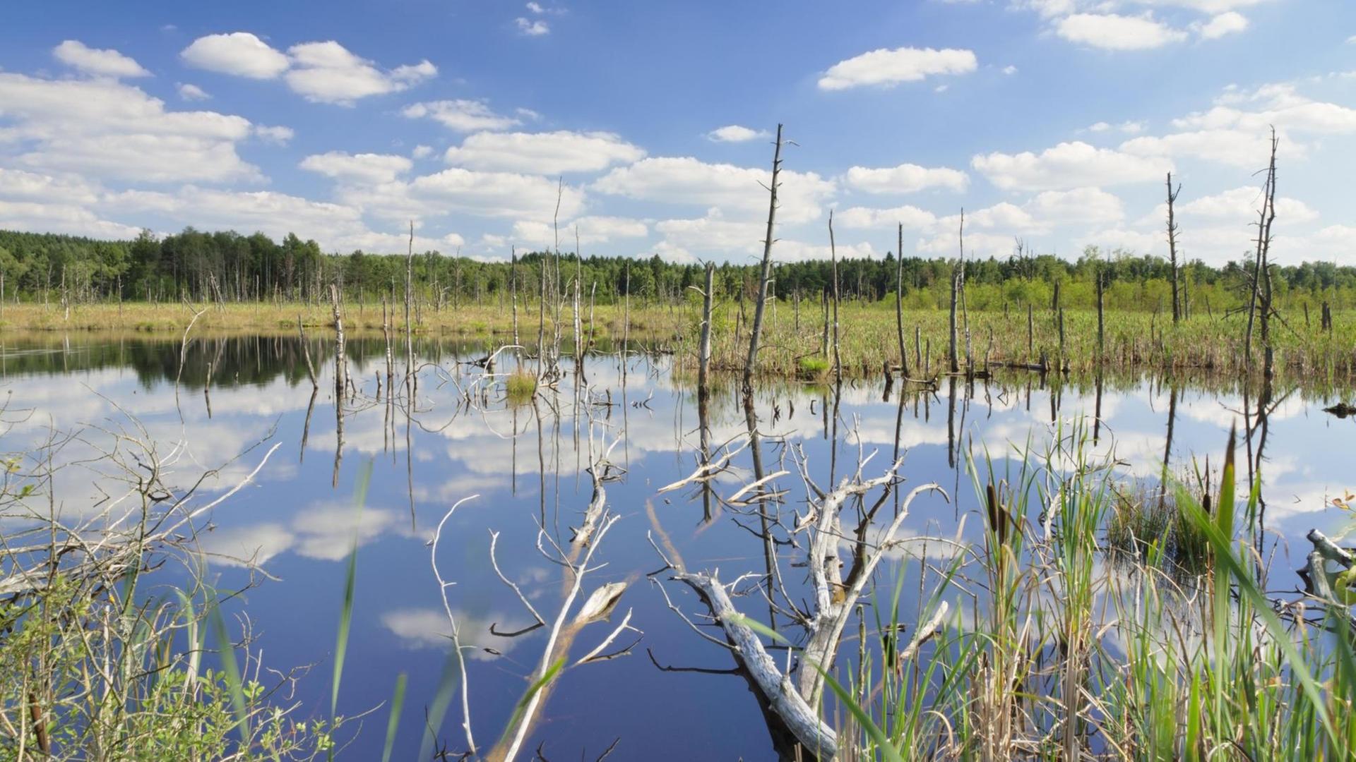 Abgestorbene Bäume und Wolken spiegeln sich im Wasser des Schwenninger Moos, Baden-Württemberg Abgestorbene Bäume und Wolken spiegeln sich im Wasser des Schwenninger Moos, Baden-Württemberg