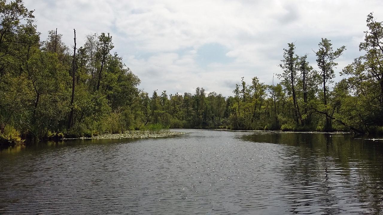 Aufahme auf ein Stück Wald vom Wasser aus, Impressionen vom Paddeln im Müritz-Nationalpark 