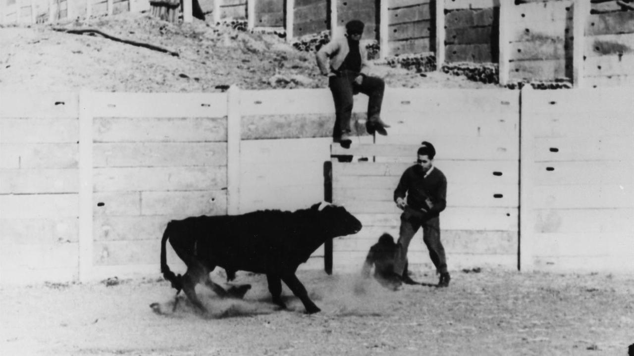 Jose Delgado steht in einer Arena einem Stier gegenüber. In der Hand hält der Wissenschaftler eine Fernbedienung. Jose Delgado steht in einer Arena einem Stier gegenüber. In der Hand hält der Wissenschaftler eine Fernbedienung.