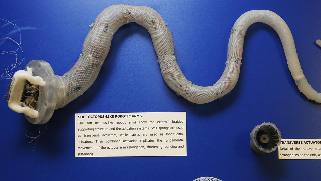 Zwei robotische Oktopusarme Zwei robotische Oktopusarme