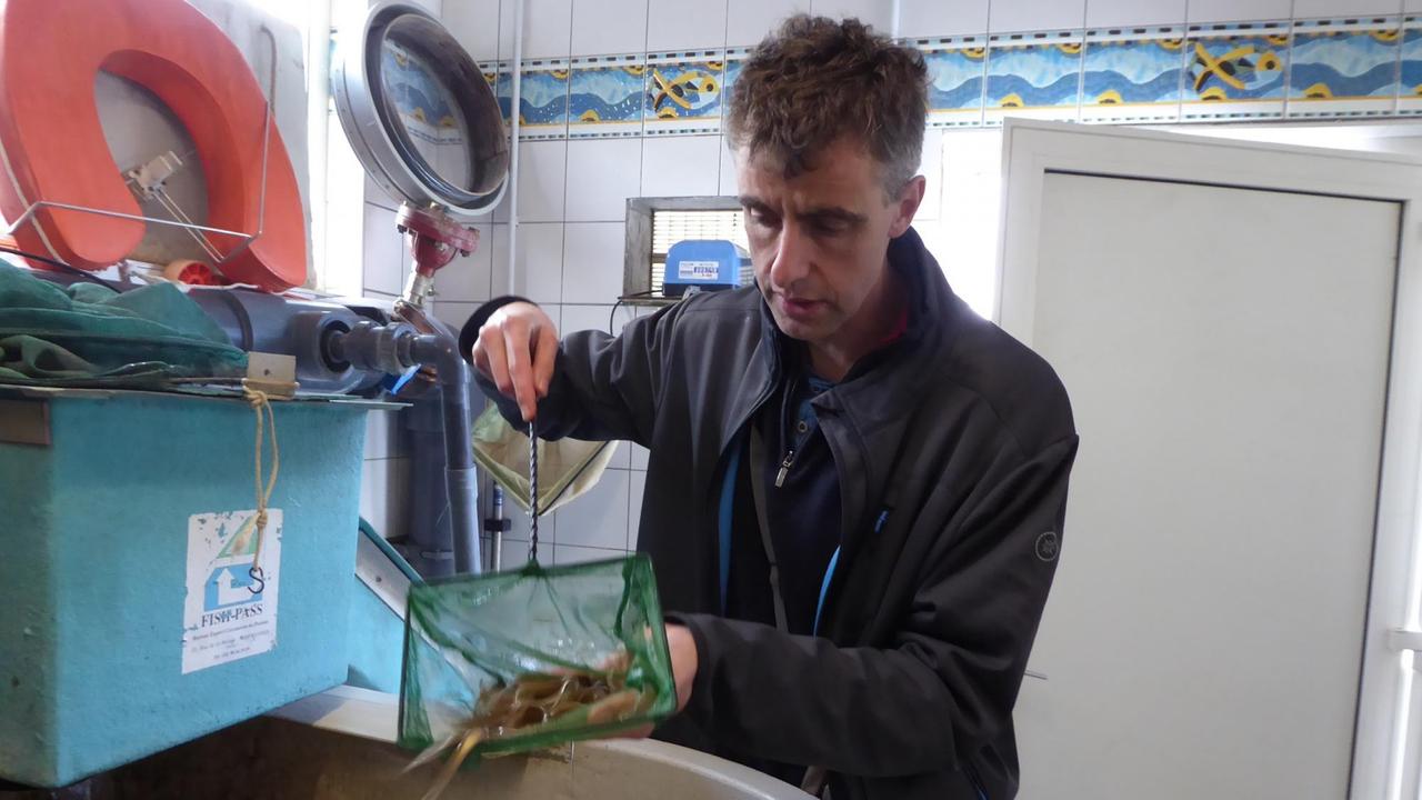 Der Wissenschaftler Cédric Briand fischt junge Aale aus einem Bassin. Der Wissenschaftler Cédric Briand fischt junge Aale aus einem Bassin.
