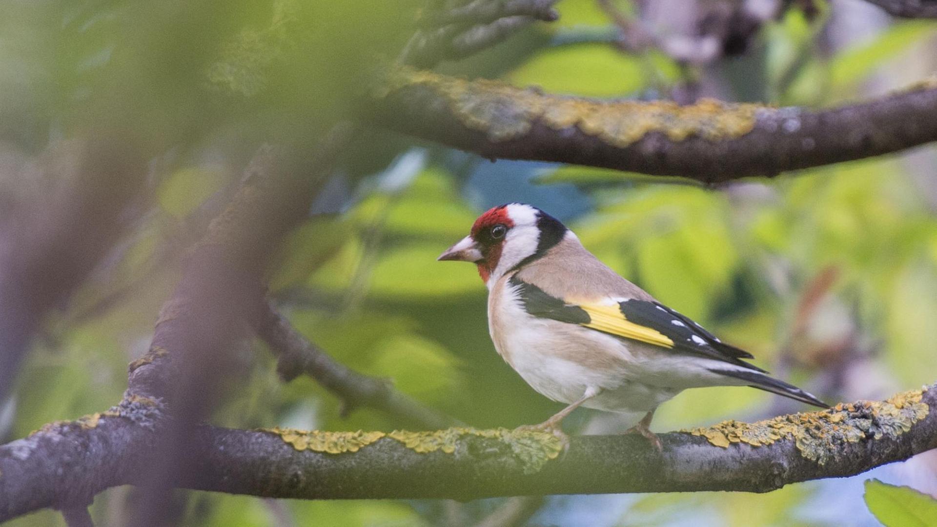Ein Stieglitz (Carduelis carduelis) sitzt auf einem Ast. Ein Stieglitz (Carduelis carduelis) sitzt auf einem Ast.