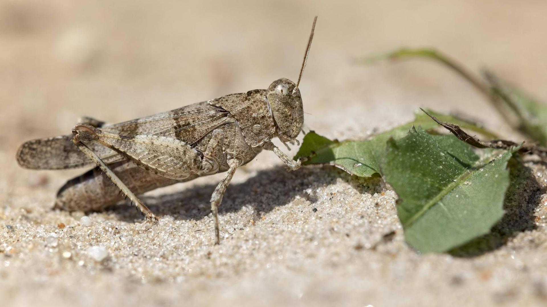 Blauflügelige Ödlandschrecke (Oedipoda caerulescens), bei der Nahrungsaufnahme, fressend, Biosphärenreservat Mittelelbe, Sachsen-Anhalt Blauflügelige Ödlandschrecke (Oedipoda caerulescens), bei der Nahrungsaufnahme, fressend, Biosphärenreservat Mittelelbe, Sachsen-Anhalt