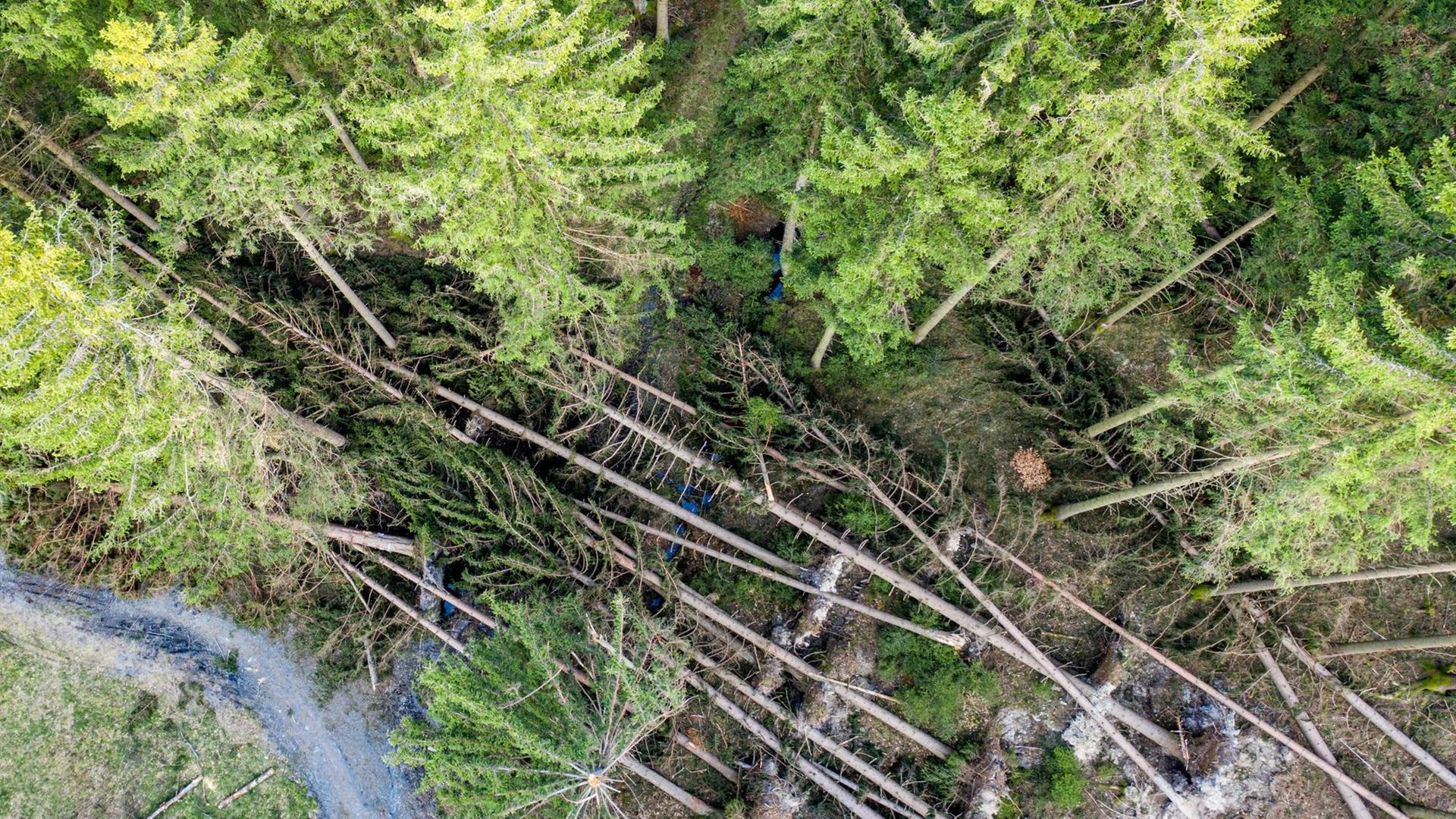 Umgestürzte Fichten im Taunus aus der Vogelperspektive. Umgestürzte Fichten im Taunus aus der Vogelperspektive.