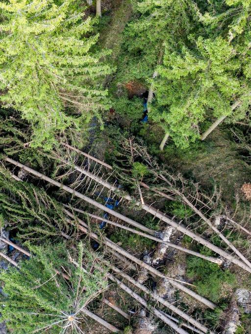 Umgestürzte Fichten im Taunus aus der Vogelperspektive.