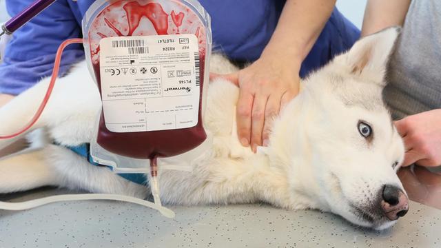 Husky "Sirius" beim Blutspenden in der Tierklinik der FU Berlin, 2013