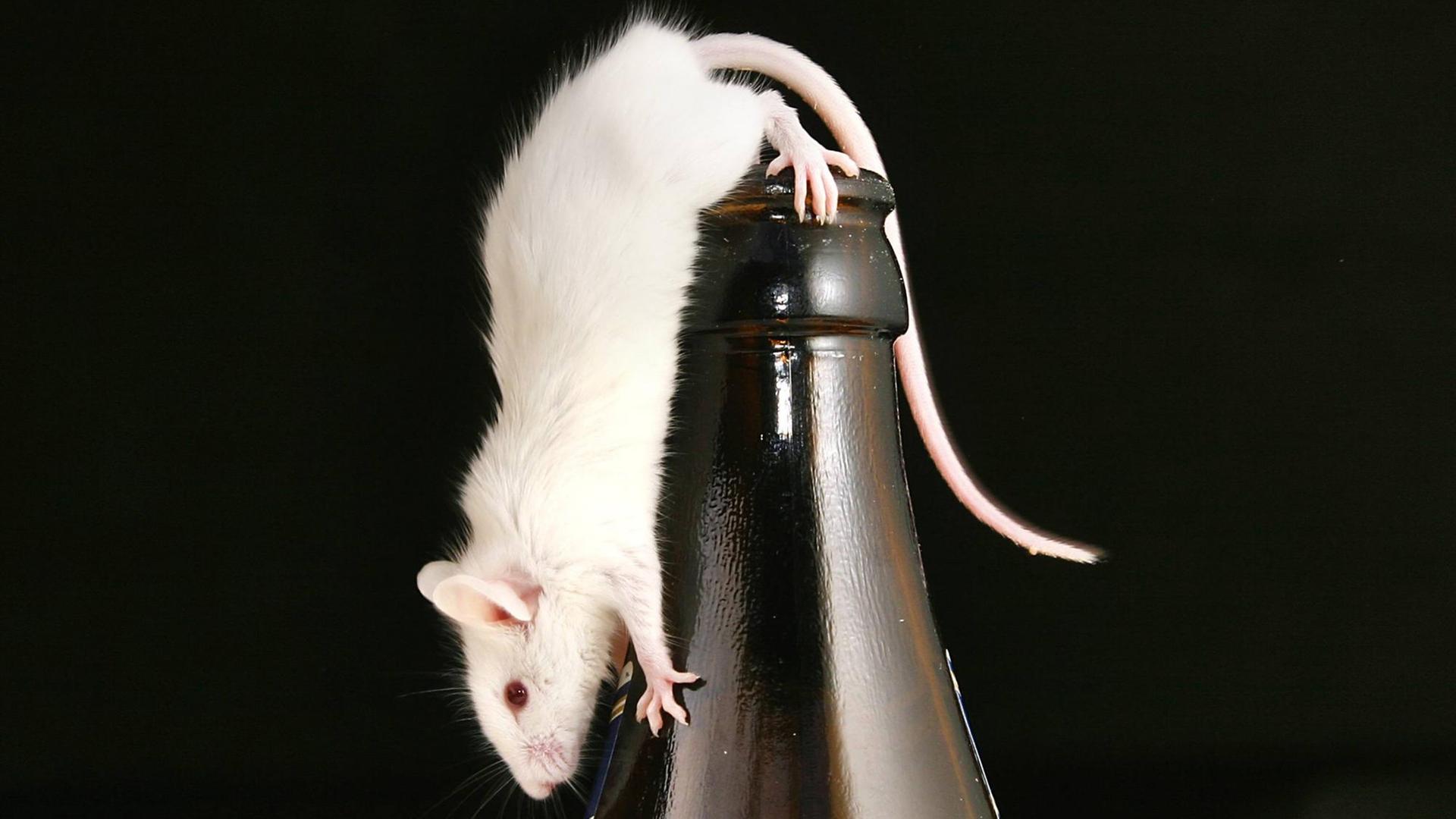 Weiße Maus auf einer Bierflasche Weiße Maus auf einer Bierflasche