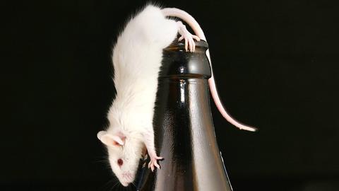 Weiße Maus auf einer Bierflasche