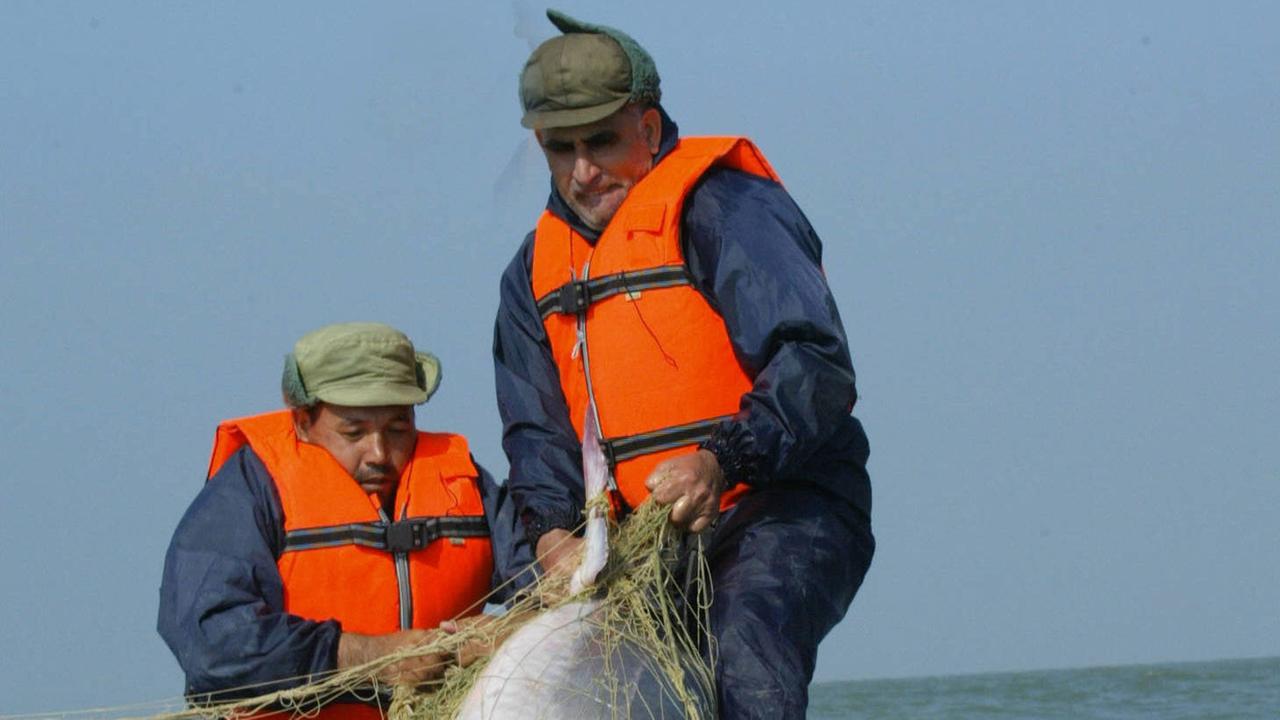 Zwei Fischer ziehen einen Belugastör aus dem Fischernetz. Zwei Fischer ziehen einen Belugastör aus dem Fischernetz.