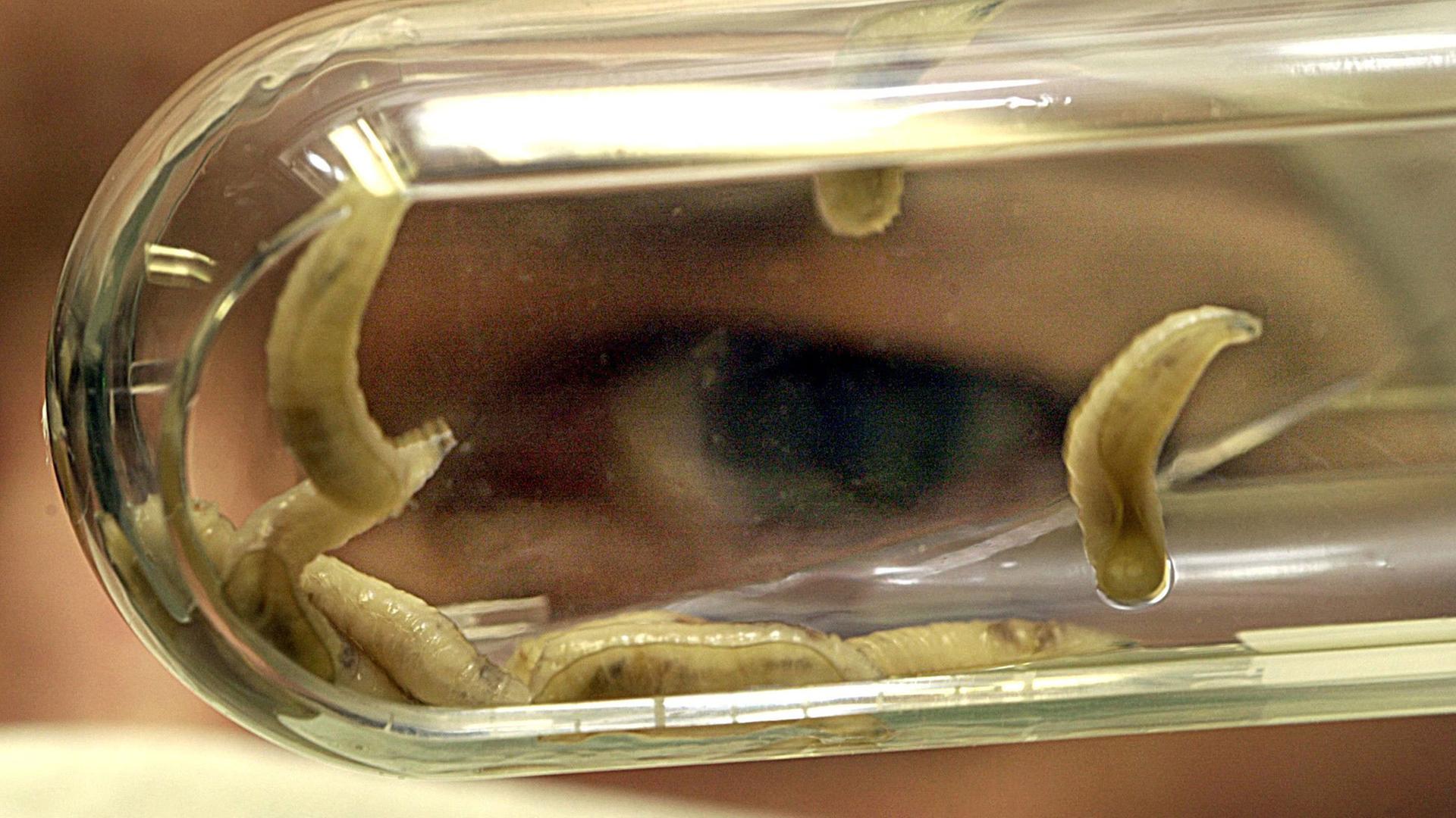 Ein Mitarbeiter betrachtet am 16.1.2003 im Labor der Firma BioMonde in Barsbüttel (Kreis Stormarn) Fliegenmaden. Die Firma BioMonde ist nach Angaben der Gesundheitsbehörde Hamburgs der einzige Produzent von Fliegenmaden, die als zertifiziertes Arzneimittel hergestellt werden. Die Maden sind vom Landesamt als sogenanntes Fertigarzneimittel eingestuft und apotheken- sowie rezeptpflichtig. Die Maden werden in der Wundbehandlung eingesetzt. Ein Mitarbeiter betrachtet am 16.1.2003 im Labor der Firma BioMonde in Barsbüttel (Kreis Stormarn) Fliegenmaden. Die Firma BioMonde ist nach Angaben der Gesundheitsbehörde Hamburgs der einzige Produzent von Fliegenmaden, die als zertifiziertes Arzneimittel hergestellt werden. Die Maden sind vom Landesamt als sogenanntes Fertigarzneimittel eingestuft und apotheken- sowie rezeptpflichtig. Die Maden werden in der Wundbehandlung eingesetzt.