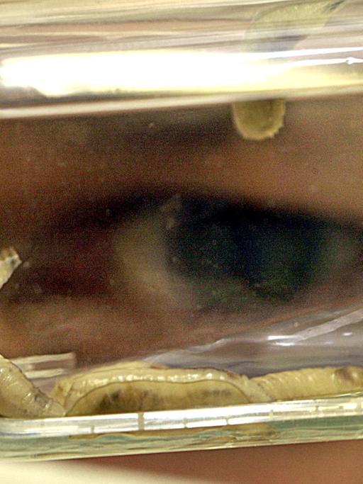 Ein Mitarbeiter betrachtet am 16.1.2003 im Labor der Firma BioMonde in Barsbüttel (Kreis Stormarn) Fliegenmaden. Die Firma BioMonde ist nach Angaben der Gesundheitsbehörde Hamburgs der einzige Produzent von Fliegenmaden, die als zertifiziertes Arzneimittel hergestellt werden. Die Maden sind vom Landesamt als sogenanntes Fertigarzneimittel eingestuft und apotheken- sowie rezeptpflichtig. Die Maden werden in der Wundbehandlung eingesetzt.