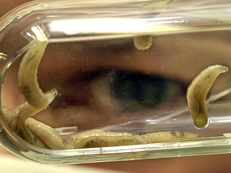 Ein Mitarbeiter betrachtet am 16.1.2003 im Labor der Firma BioMonde in Barsbüttel (Kreis Stormarn) Fliegenmaden. Die Firma BioMonde ist nach Angaben der Gesundheitsbehörde Hamburgs der einzige Produzent von Fliegenmaden, die als zertifiziertes Arzneimittel hergestellt werden. Die Maden sind vom Landesamt als sogenanntes Fertigarzneimittel eingestuft und apotheken- sowie rezeptpflichtig. Die Maden werden in der Wundbehandlung eingesetzt.