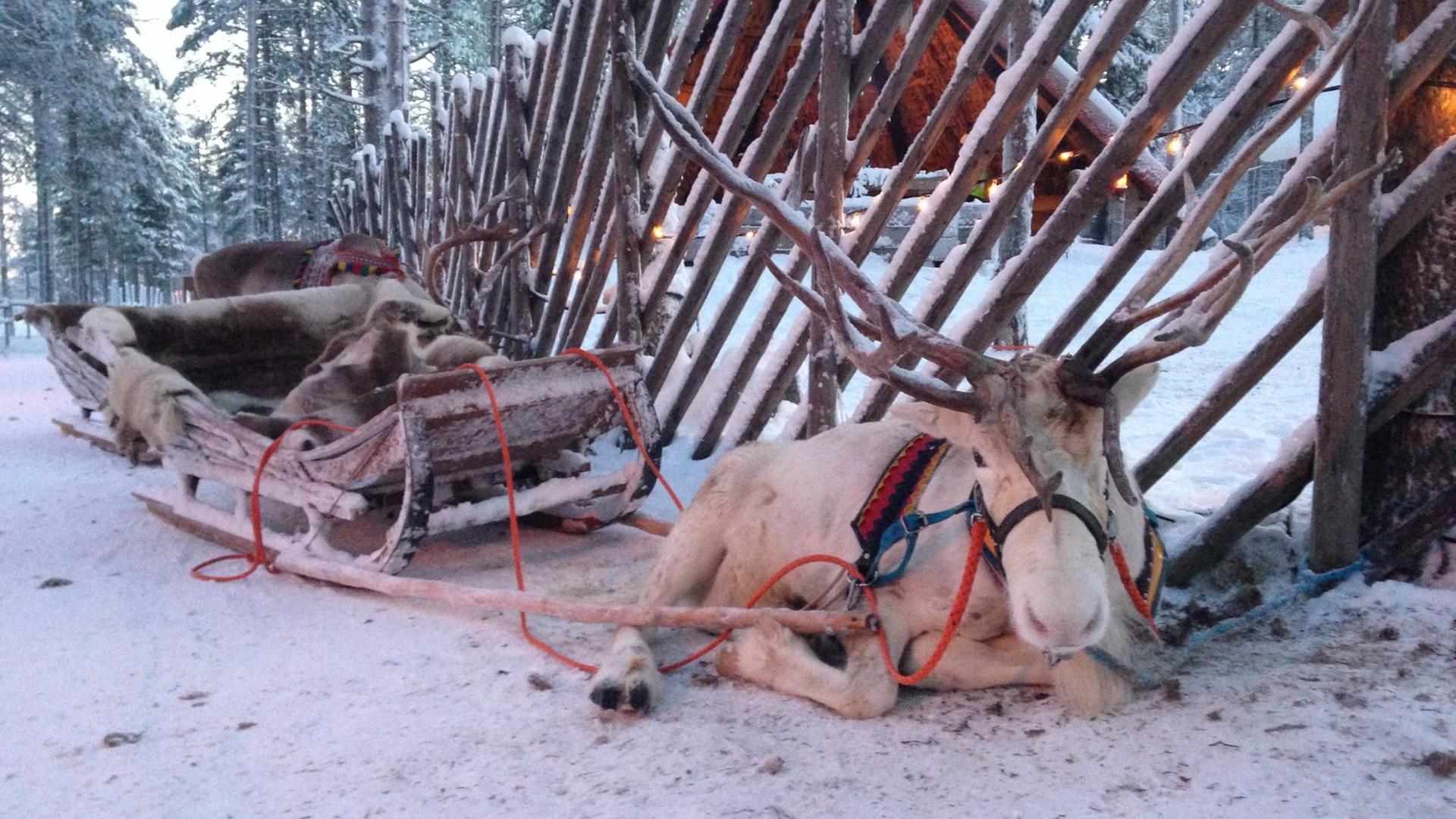 Ein echtes, weißes Rentier vor einem Schlitten im Weihnachtsmanndorf Ein echtes, weißes Rentier vor einem Schlitten im Weihnachtsmanndorf